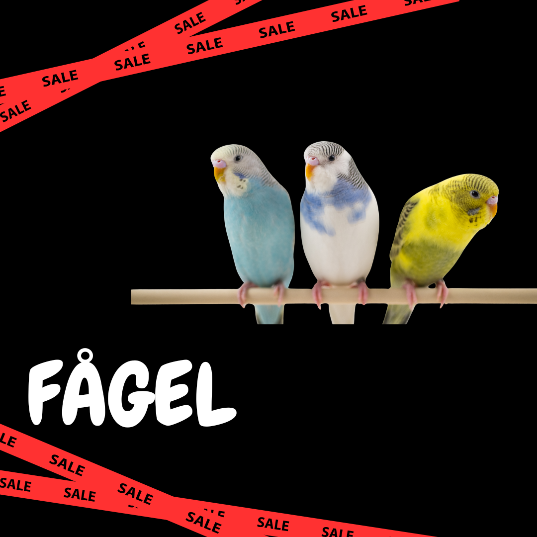 Fågel