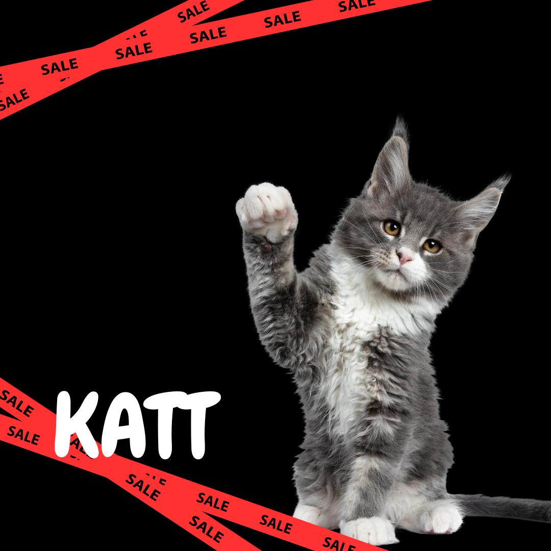 Katt