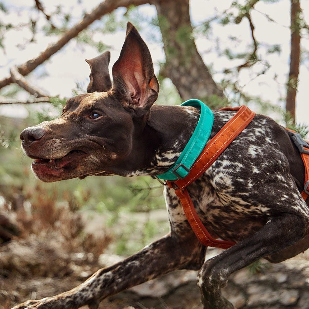 Hurtta Casual Collar Eco Raven