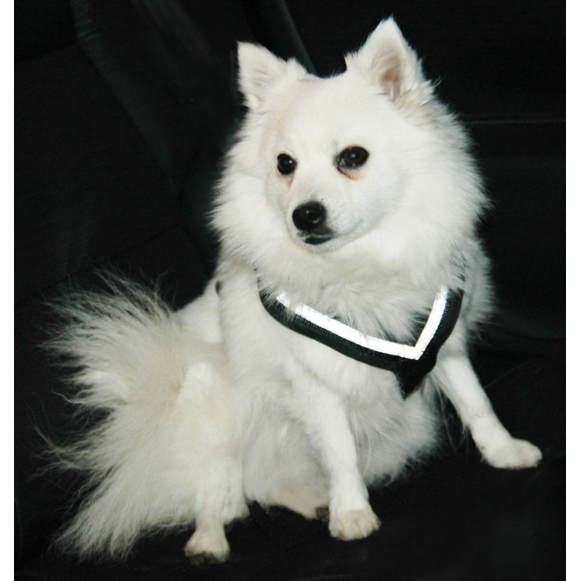 MIM Hundsele AllSafe XL (55+kg)