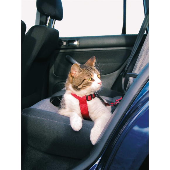 Bilsele Katt Röd 20-50 cm